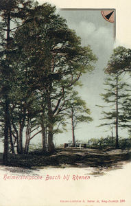 13353 Gezicht op de dennenbomen en het Louisebankje in het Heimersteinsebos op de Grebbeberg te Grebbe (gemeente Rhenen).